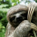 6zkz2w8nd2-sloth-c-Jorge-Salas-International-Expeditions.jpg